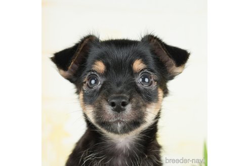 成約済の茨城県のミックス犬-283250の1枚目